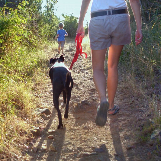 Protecting Dogs from Springtime Pests in Australia: A Comprehensive Guide