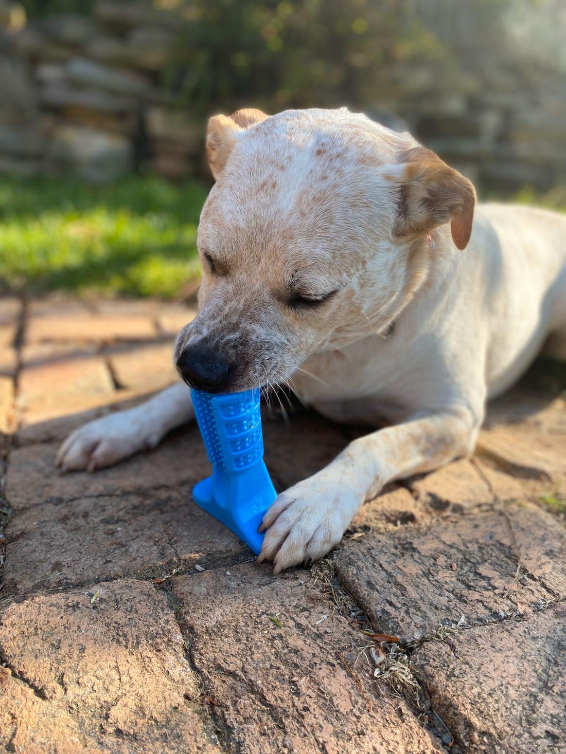 Keeping Your Dog's Teeth Healthy: A Step-by-Step Guide