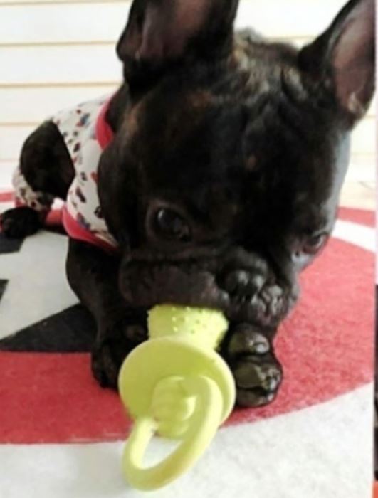 Dogs and pacifiers best sale