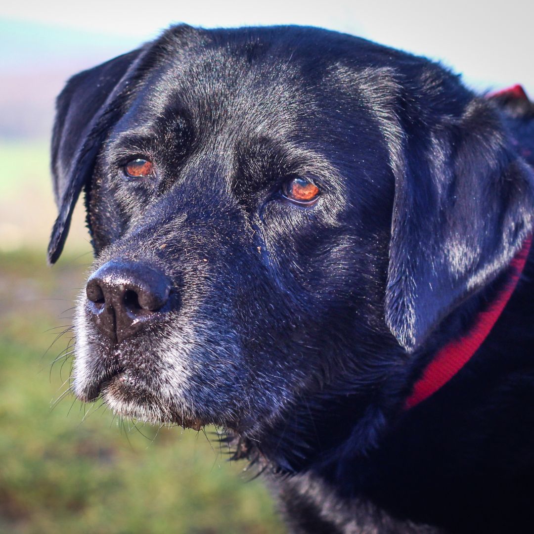 Tips for Training Older Dogs: It's Never Too Late!