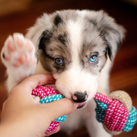 Introducing a New Toy to Your Dog: A Step-by-Step Guide