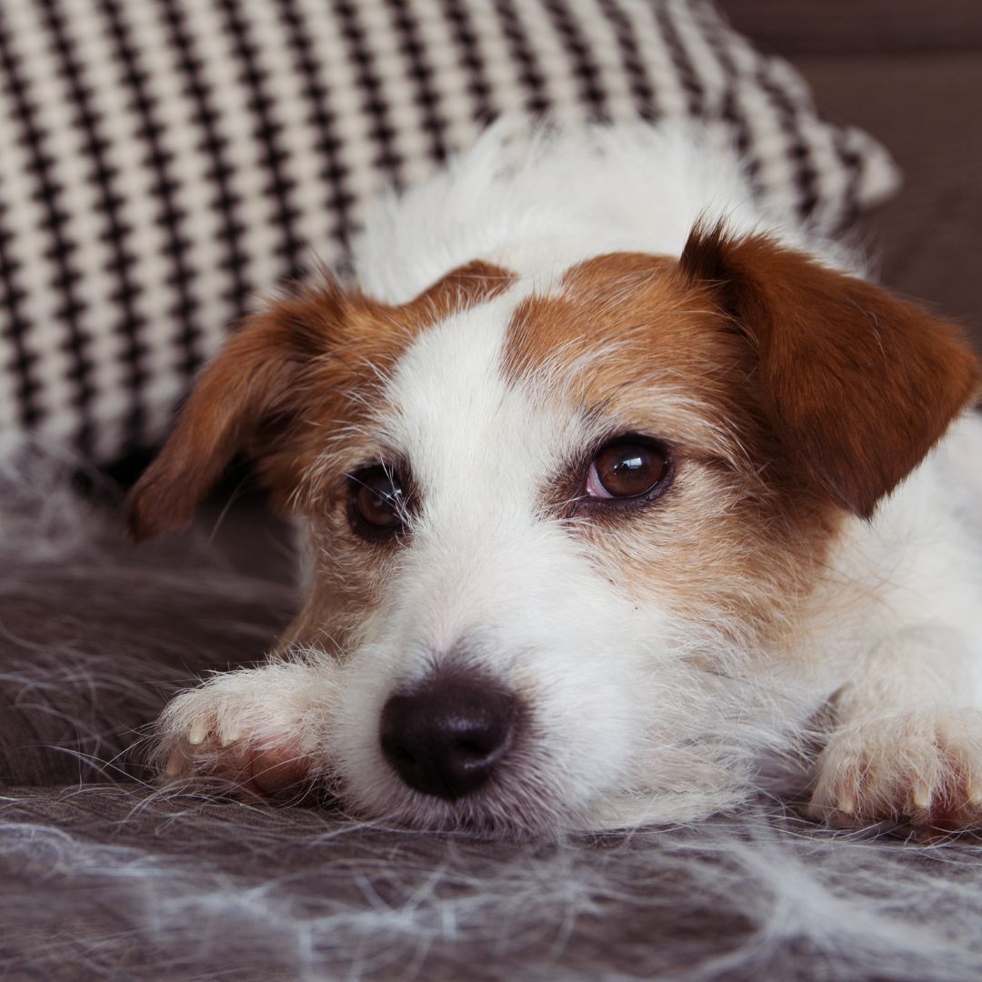The Springtime Shed: Understanding Your Dog's Seasonal Fur Loss in Australia
