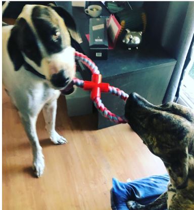 February Doggo Enrichment Box Winner