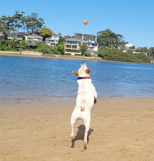 Top Toys to Help Your Doggo Shed the Winter Weight