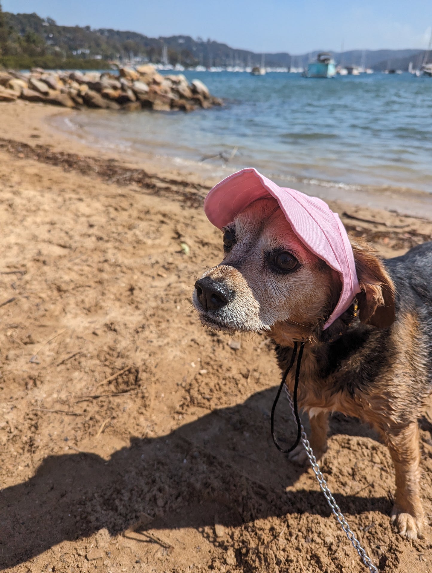 Dog Baseball Cap