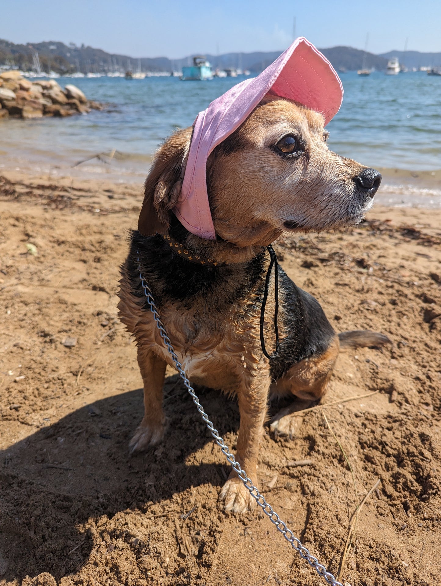 Dog Baseball Cap