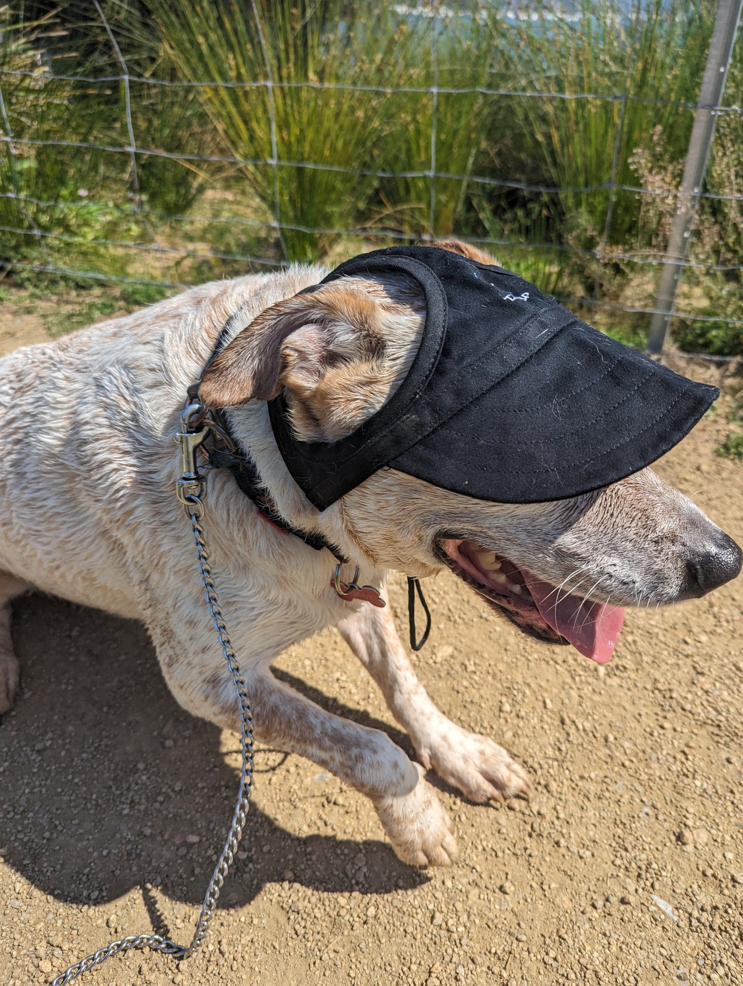 Dog Baseball Cap