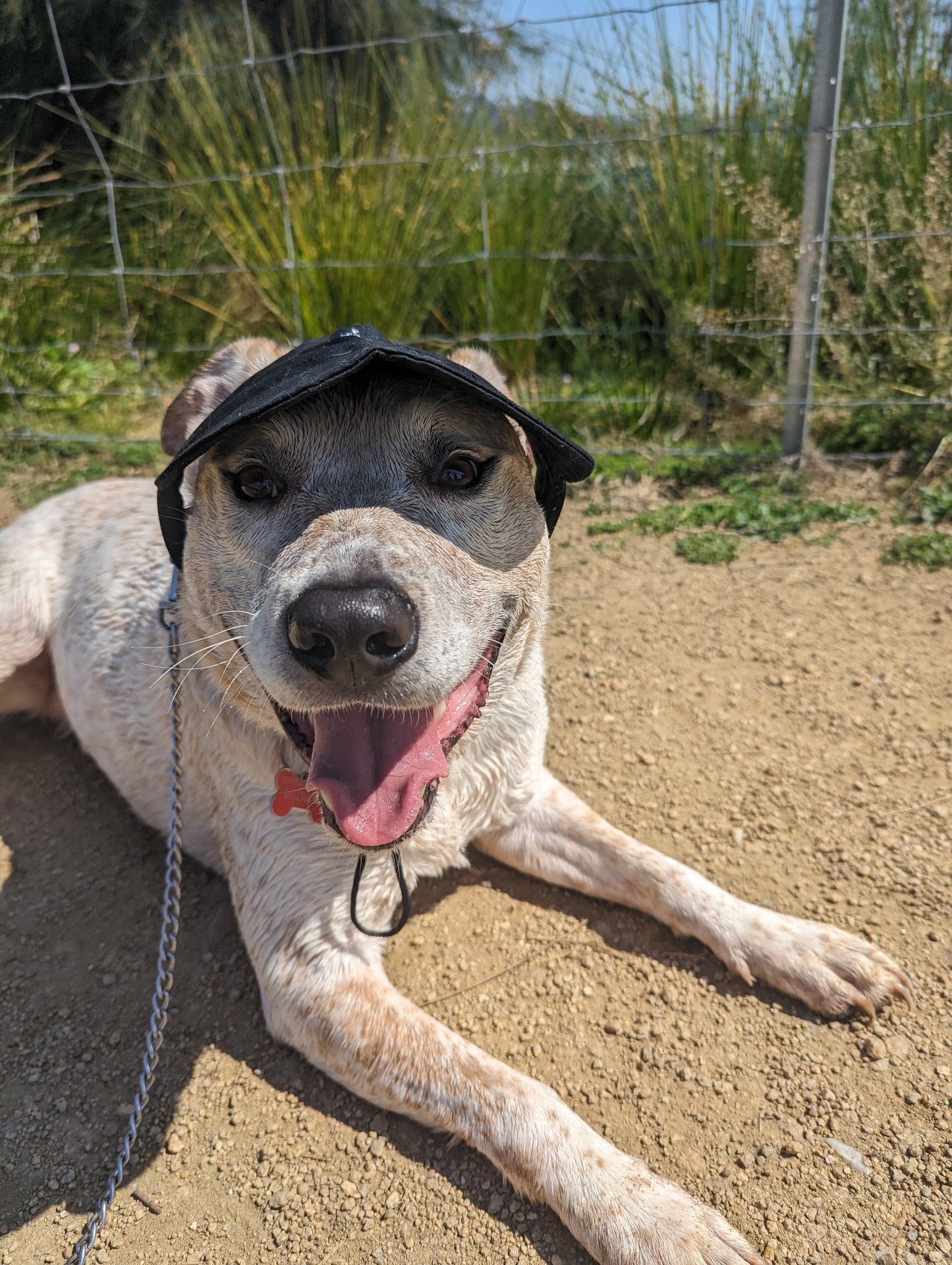 Dog Baseball Cap