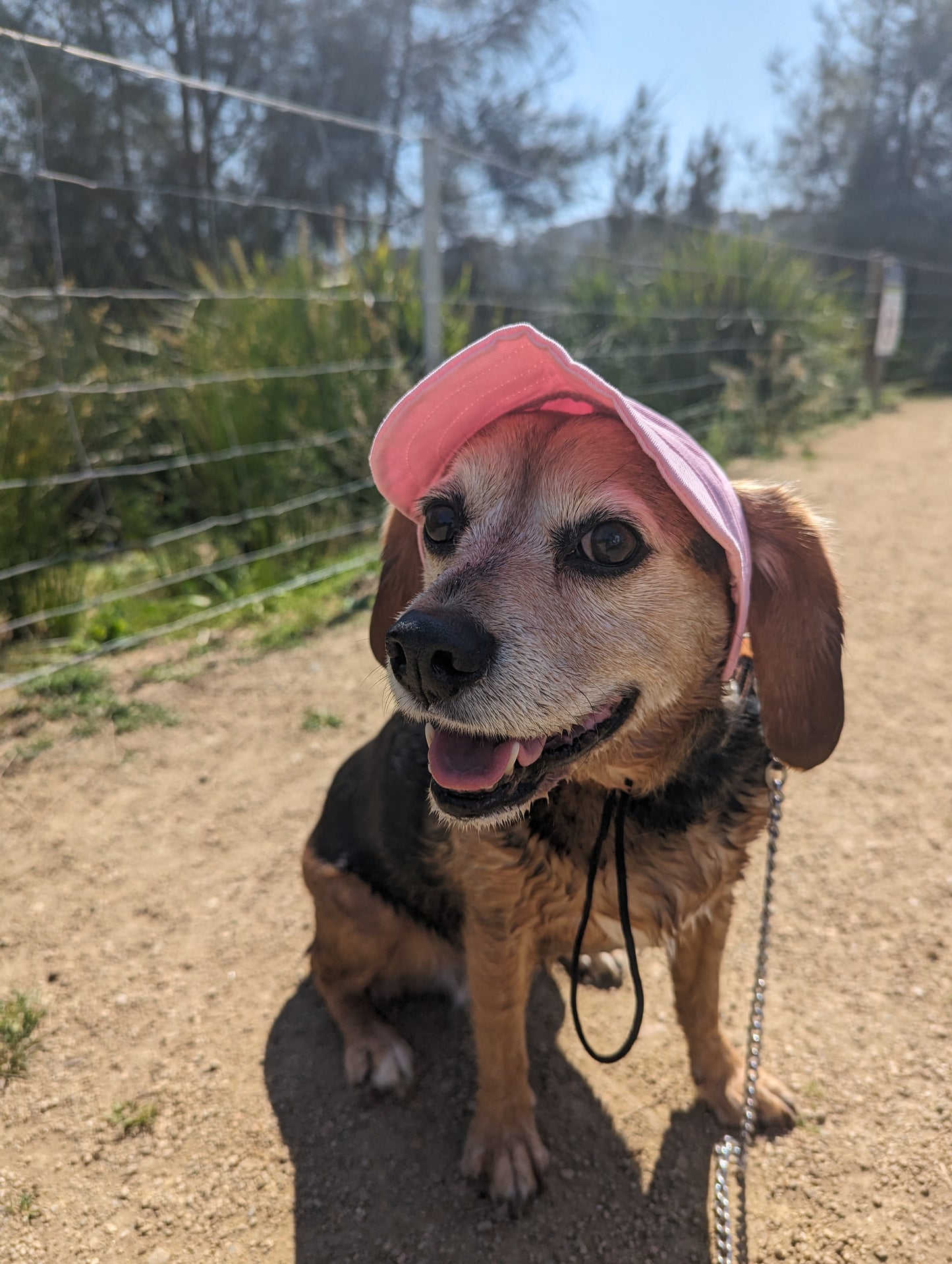 Dog Baseball Cap