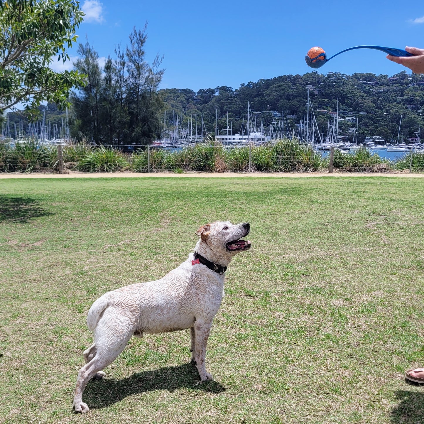 Dog Tennis Ball Launcher | Dog Ball Thrower
