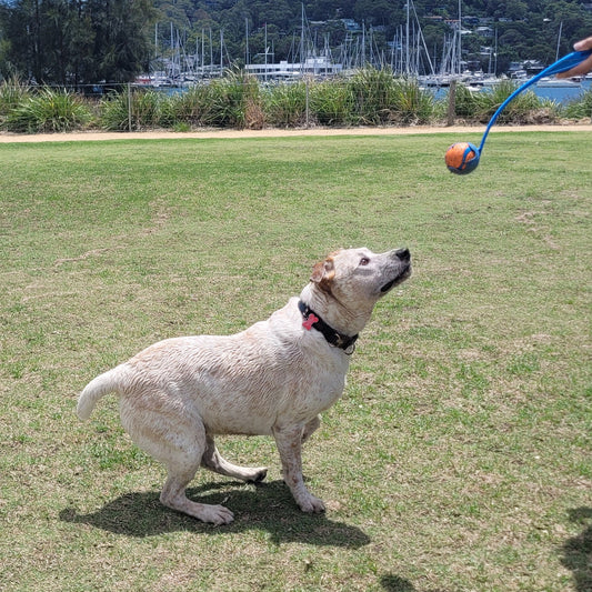 Dog Tennis Ball Launcher | Dog Ball Thrower