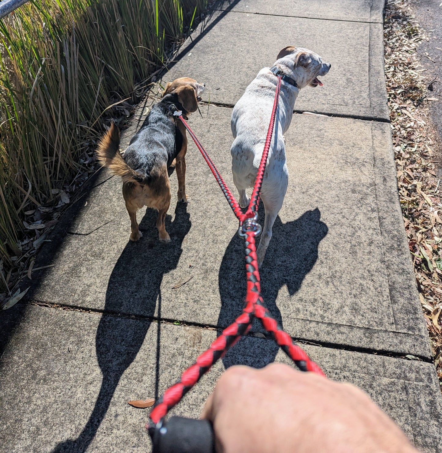 Dual Braided Dog Leash