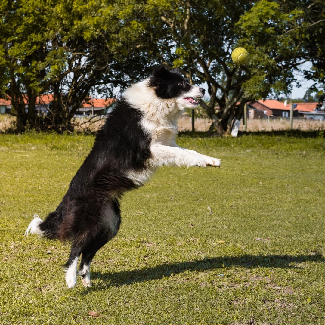 Dog Tennis Ball Launcher | Dog Ball Thrower