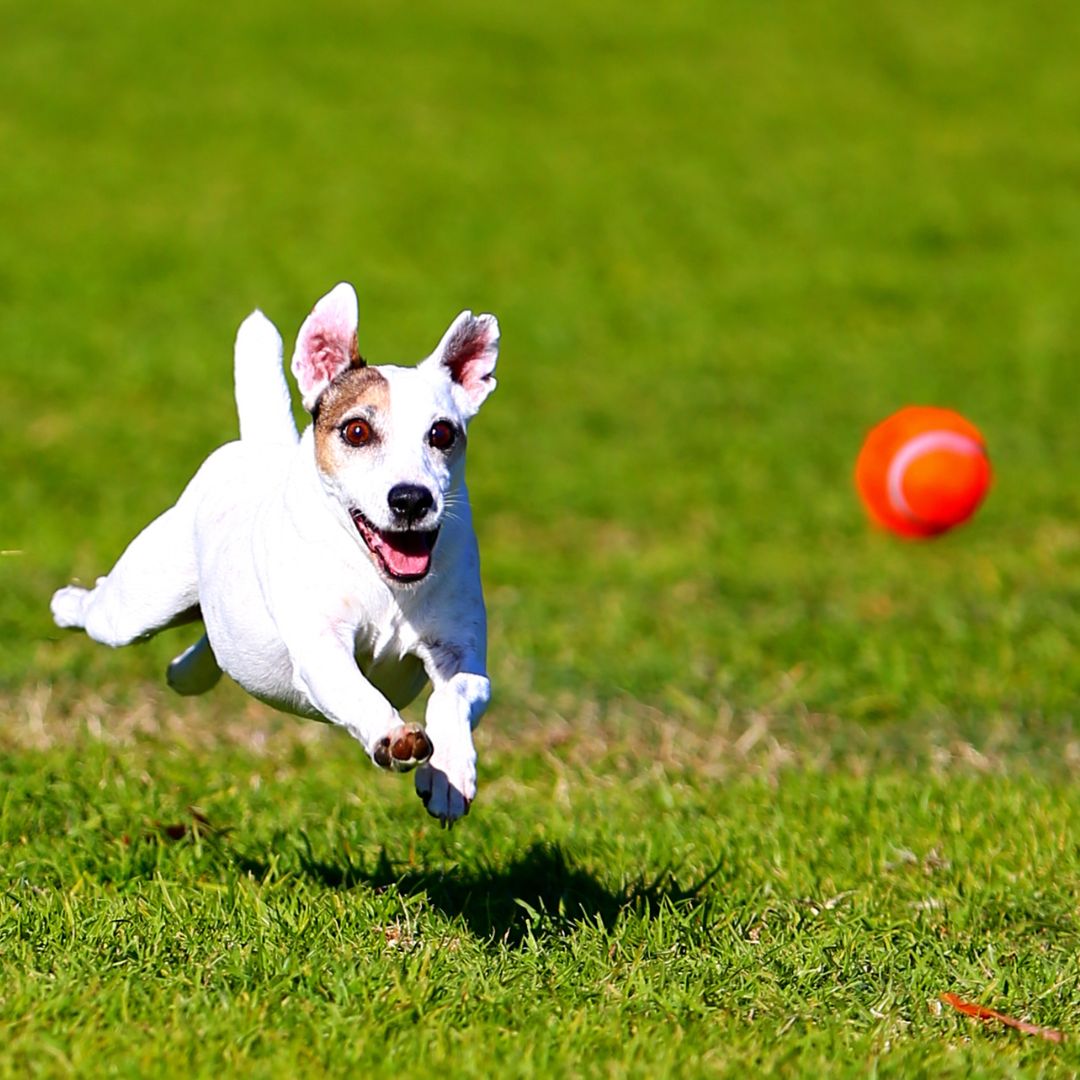 Dog Tennis Ball Launcher | Dog Ball Thrower