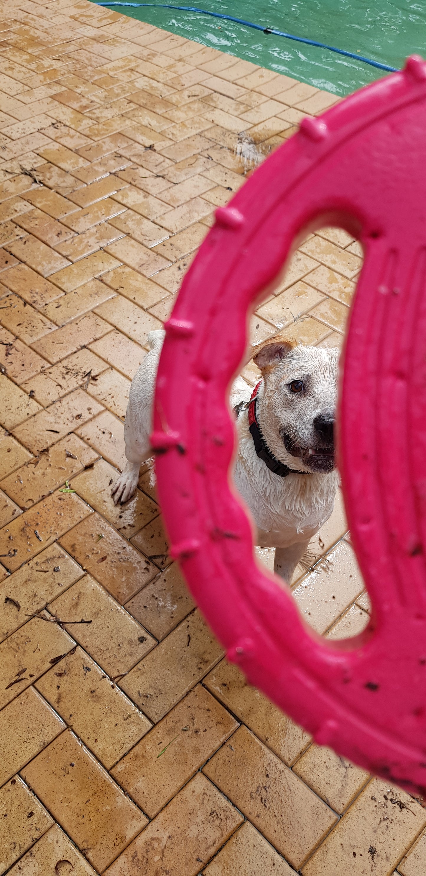 Floating Dog Frisbee With Inbuilt Handles