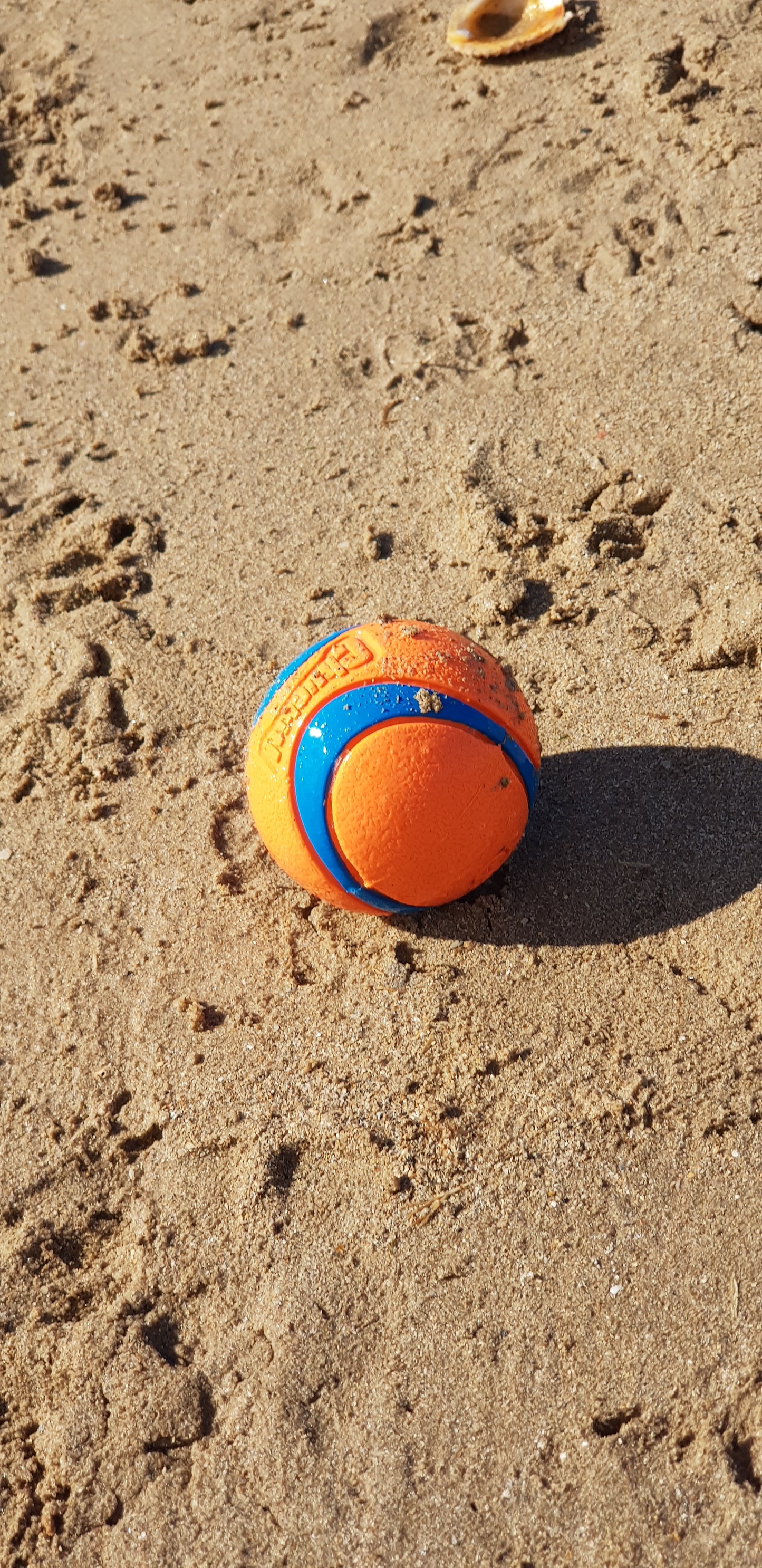 Strong Dog Rubber Bounce Ball Chuckit!