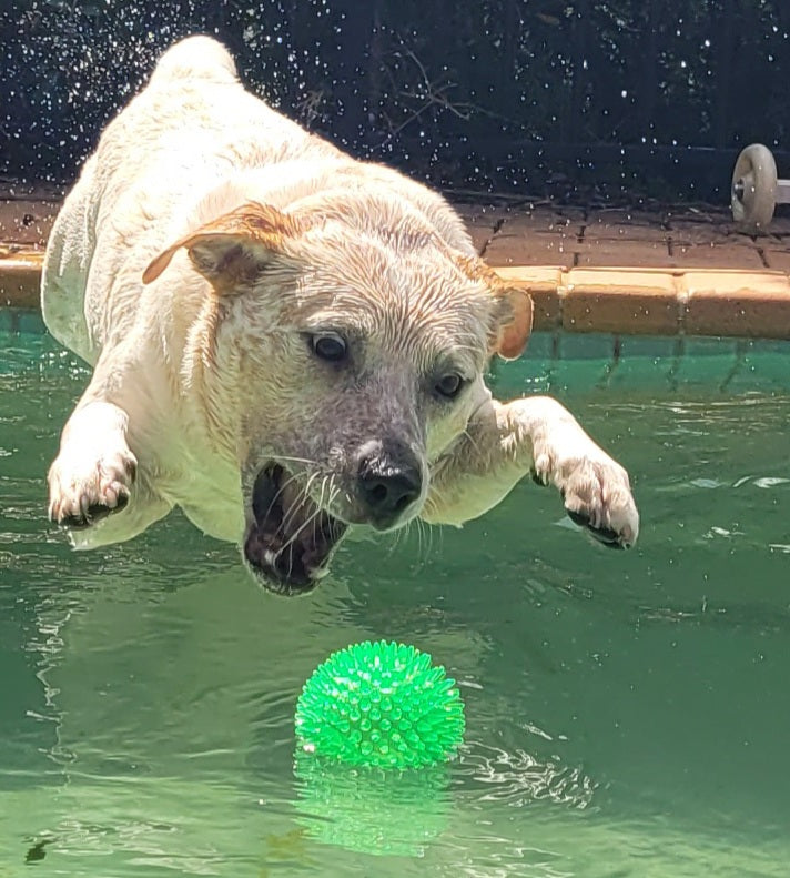 Spikey Squeaker Ball