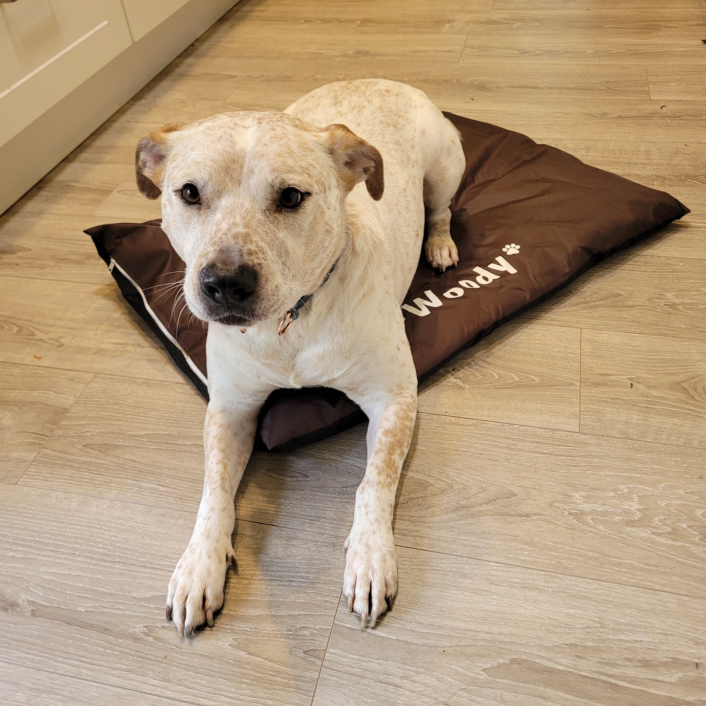 Personalised Waterproof Dog Mat
