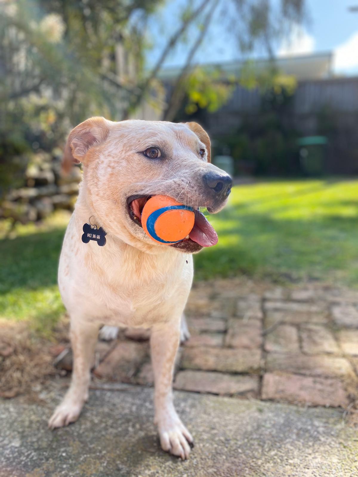 Strong Dog Rubber Bounce Ball Chuckit!