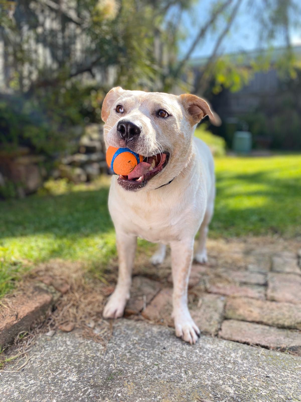 Strong Dog Rubber Bounce Ball Chuckit!