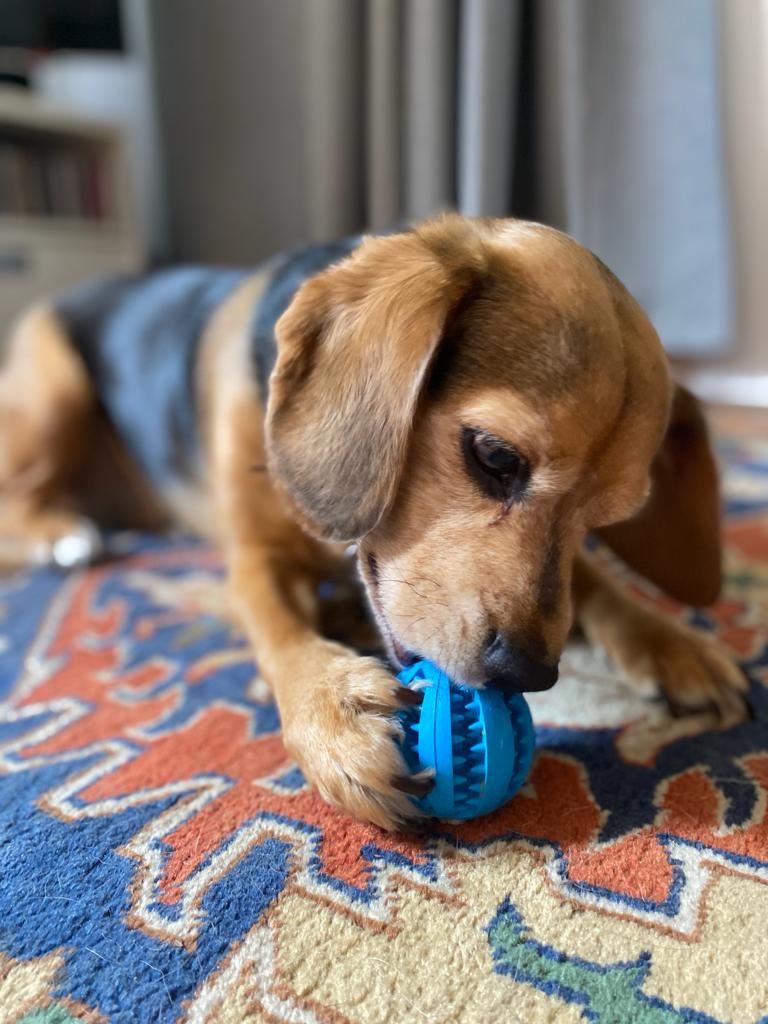 Interactive Dog Teeth Treat Ball