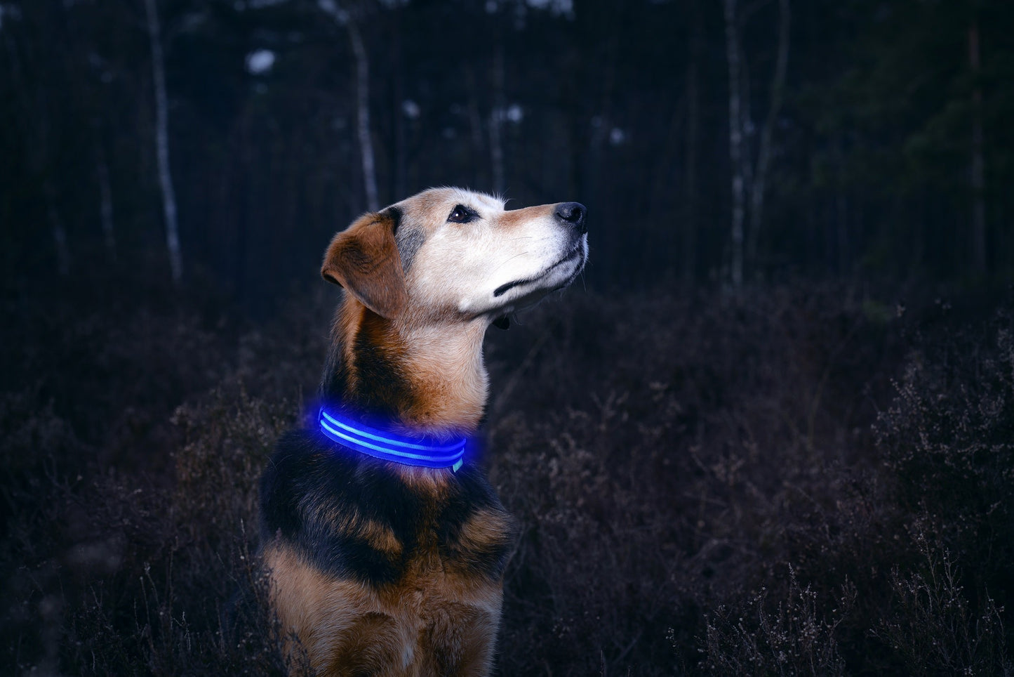LED Dog Collar
