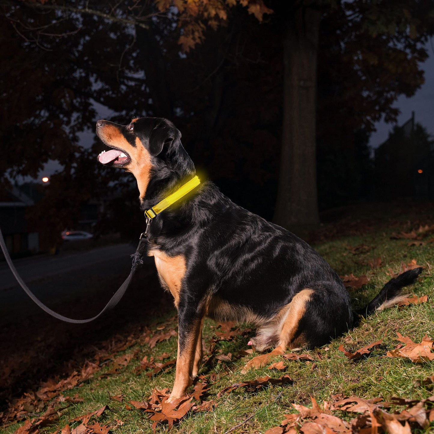 LED Dog Collar