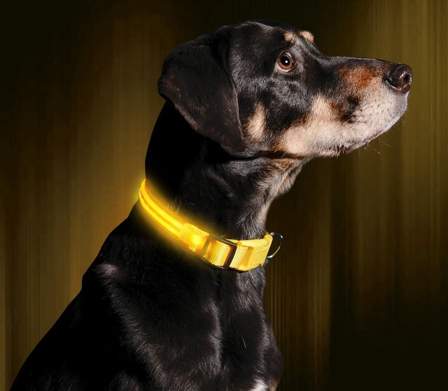 LED Dog Collar