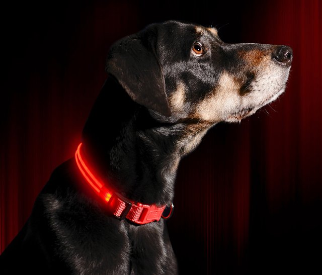 LED Dog Collar