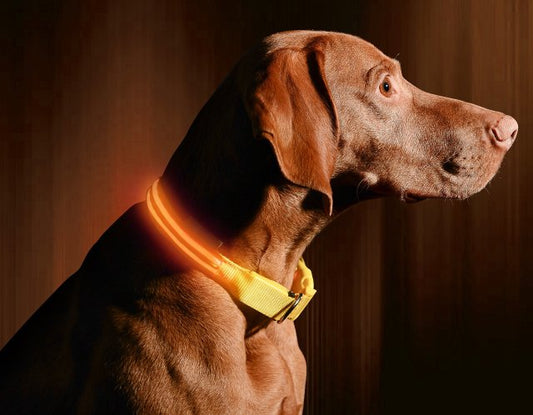 LED Dog Collar