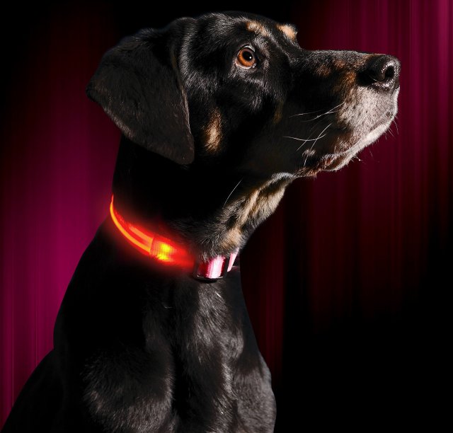LED Dog Collar
