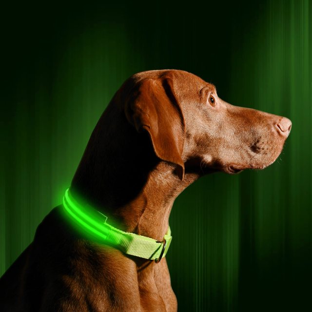 LED Dog Collar