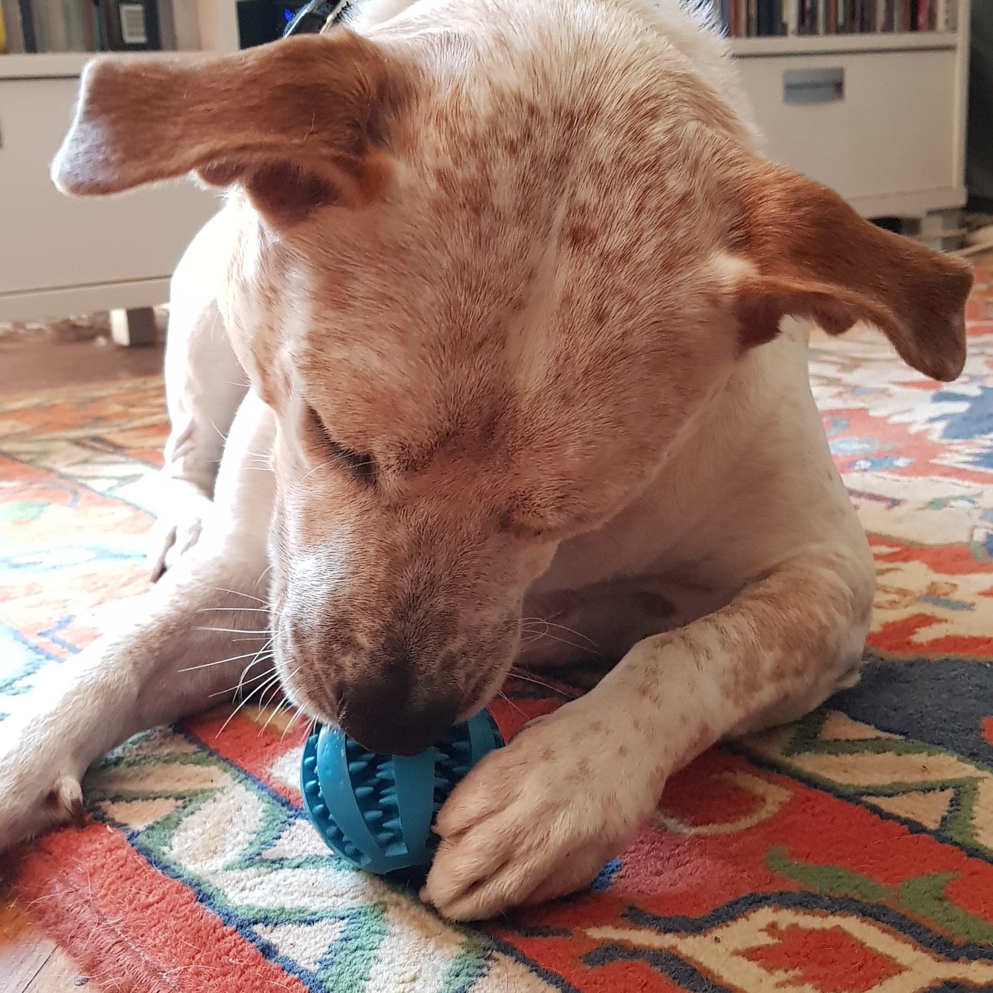 Interactive Dog Teeth Treat Ball