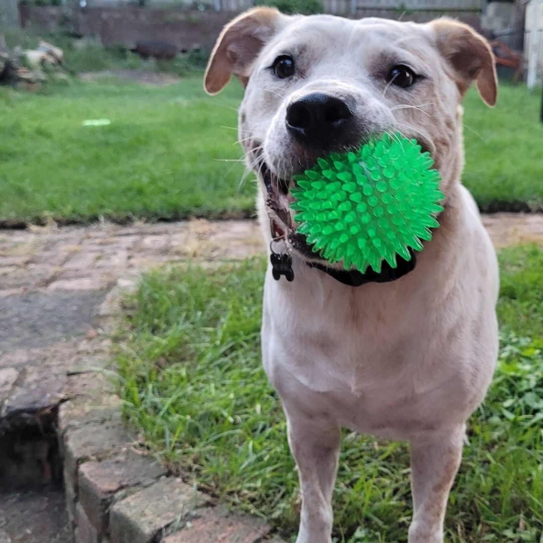 Spikey Squeaker Ball