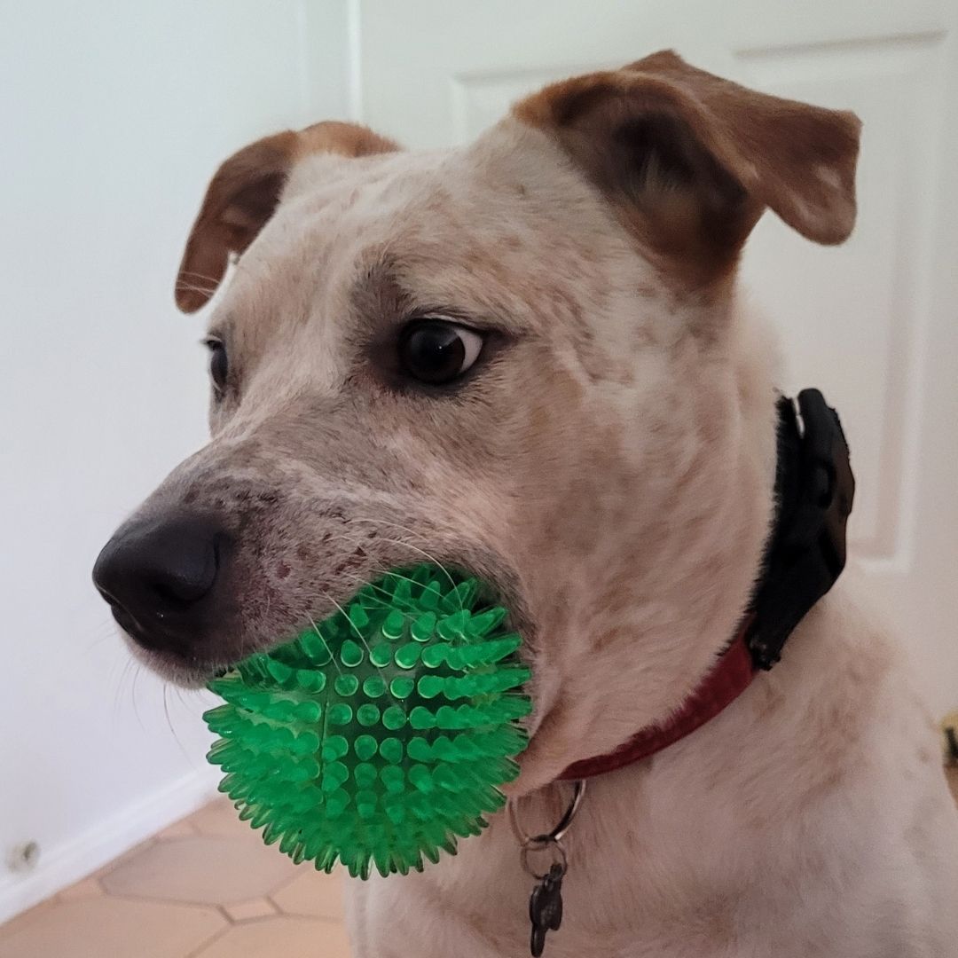 Spikey Squeaker Ball