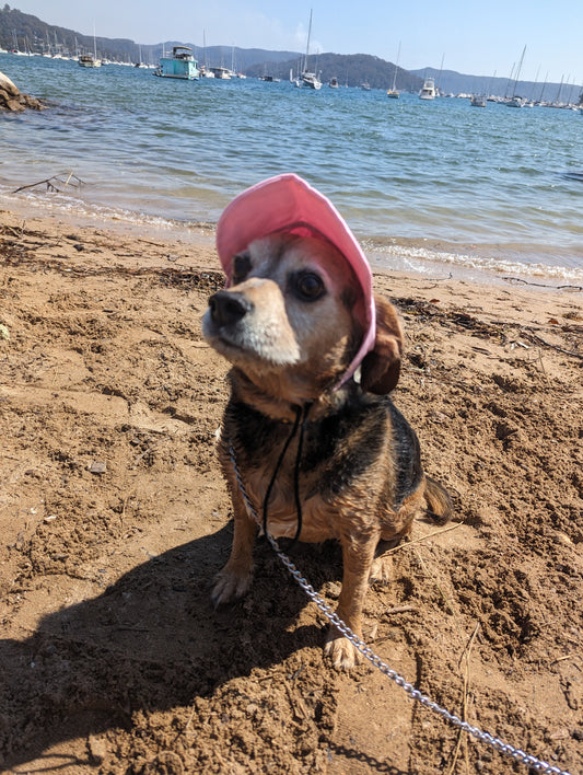 Review of the Dog Baseball Cap