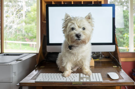 Working from home with your Dog