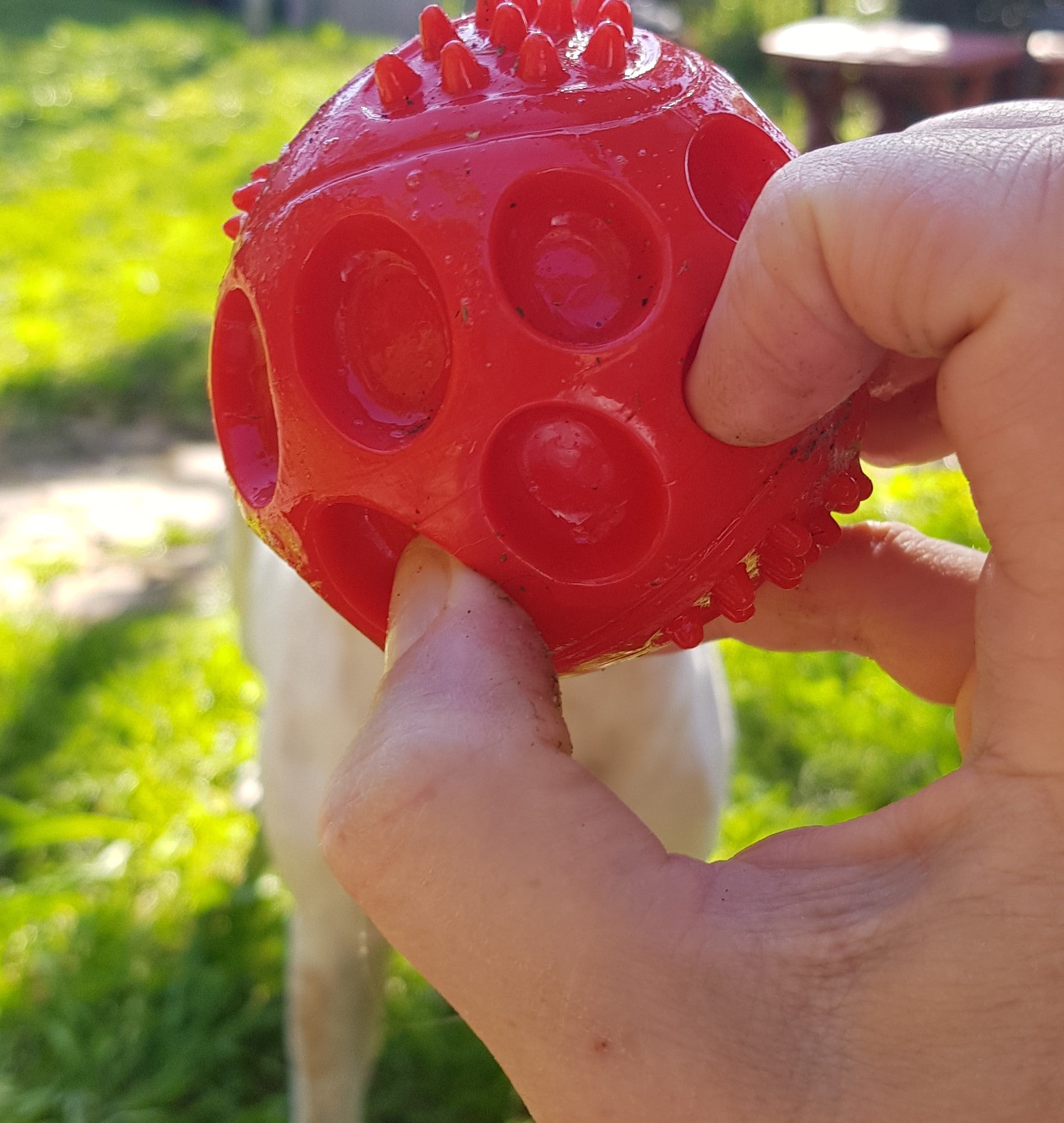 Review of the Chase N Chomp Squeaker Ball Dog Approved