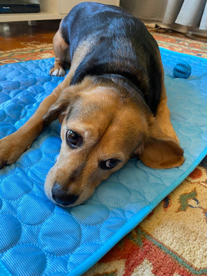 Review of the Dog Cooling Mat