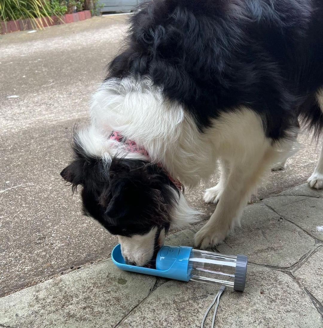 December '21 Doggo Extendable Water Bottle Giveaway