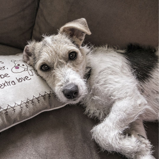 small scruffy dog on a white pillow laying on a couch