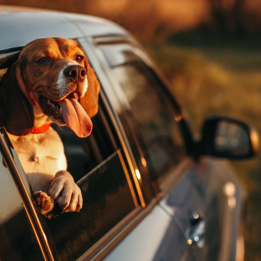 Your Ultimate Guide: 10 Tips for Travelling with Your Dog This Holiday Season