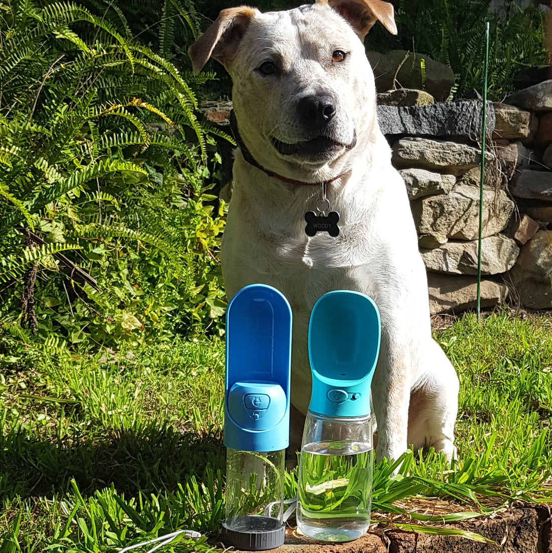 Dog with two dog water bottles including one extendable water bottle