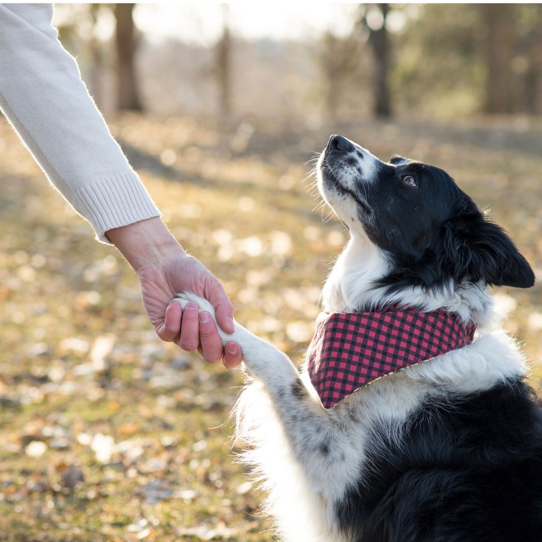 black and white dog shaking hands with paw with owner outside dogapproved.co