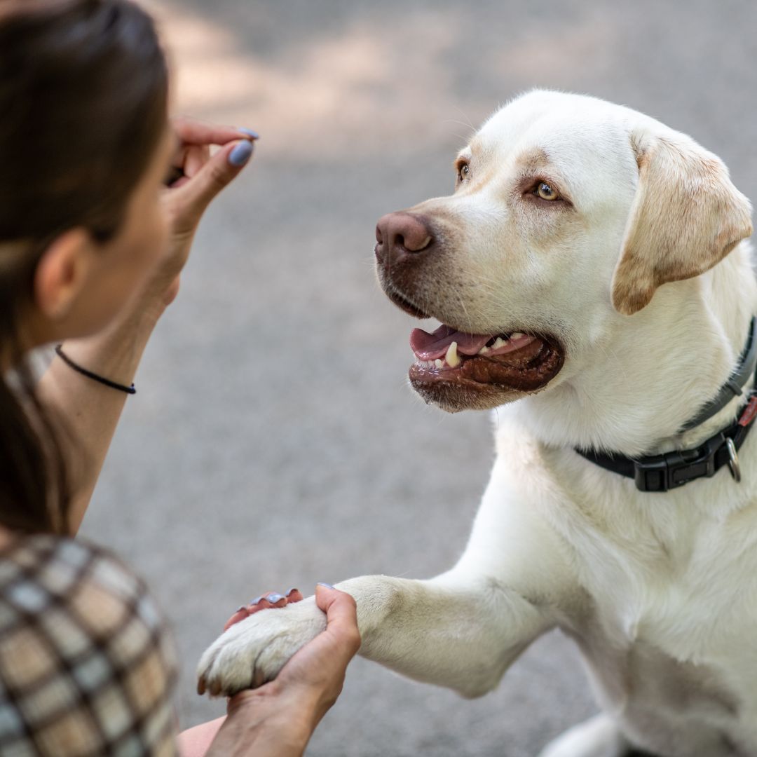 Effective Dog Training Treats: How to Use Rewards for Successful Dog Obedience Training