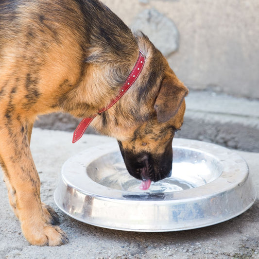 Essential Tips for Keeping Your Dog Cool This Summer