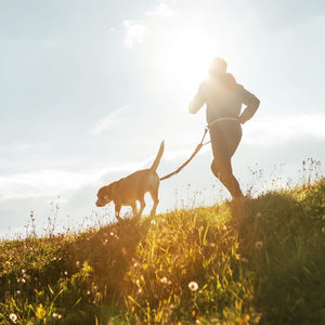 Train Your Dog to Jog with You: The Ultimate Guide for a Pawsome Running Partner!