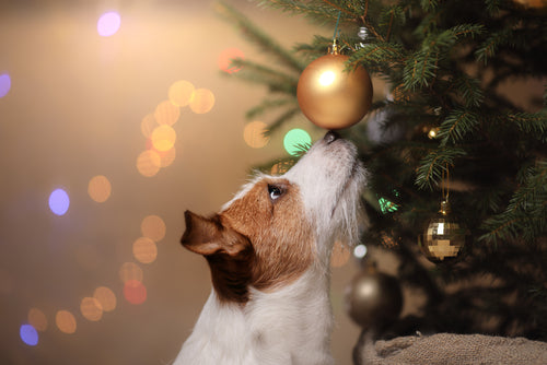 Protecting your Dog during Christmas