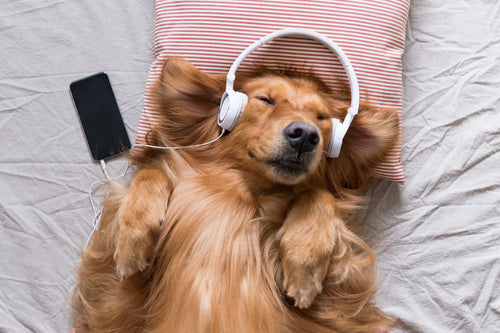 Review Spotify Playlists for Pets