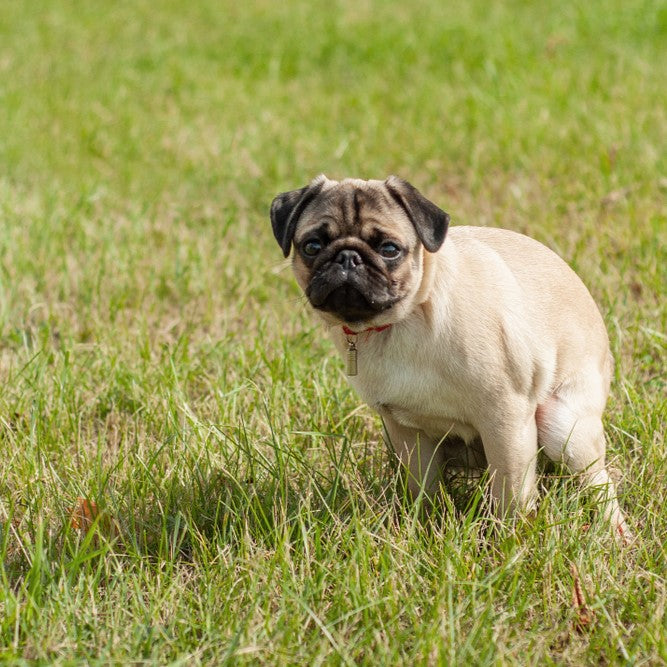 Toilet Training Your Dog: A Step-by-Step Guide